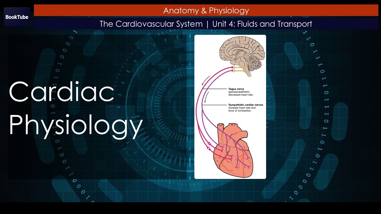 Cardiac Physiology | The Cardiovascular System | Unit 4: Fluids and ...