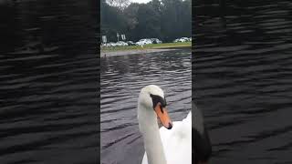 ❤?? QUEEN SWAN AT⛵KINNEGO MARINA⛵IRELAND?THIS AND MORE 10min VIDEOS IN SITE ?loveireland?nature