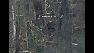 Umm guys… did I discover a new cryptid? (The stare cat) by Maxwell  13 views 4 weeks ago 20 seconds