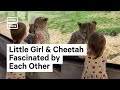 Little girl has upclose encounter with cheetah