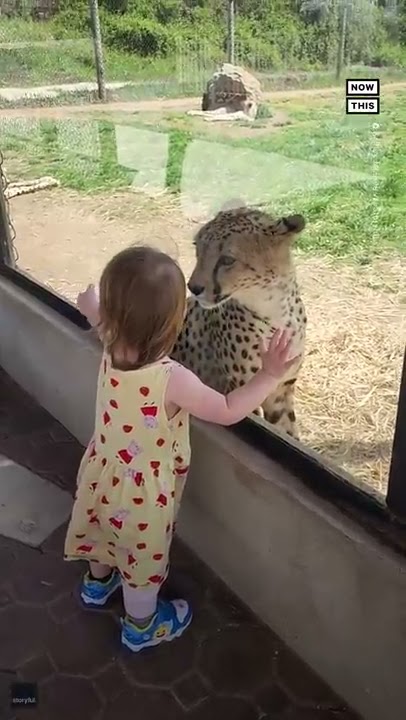 Little Girl Has Up-Close Encounter With Cheetah