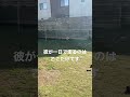1日5歩しか走らない犬#フレンチブルドッグ #フレブル #デブ