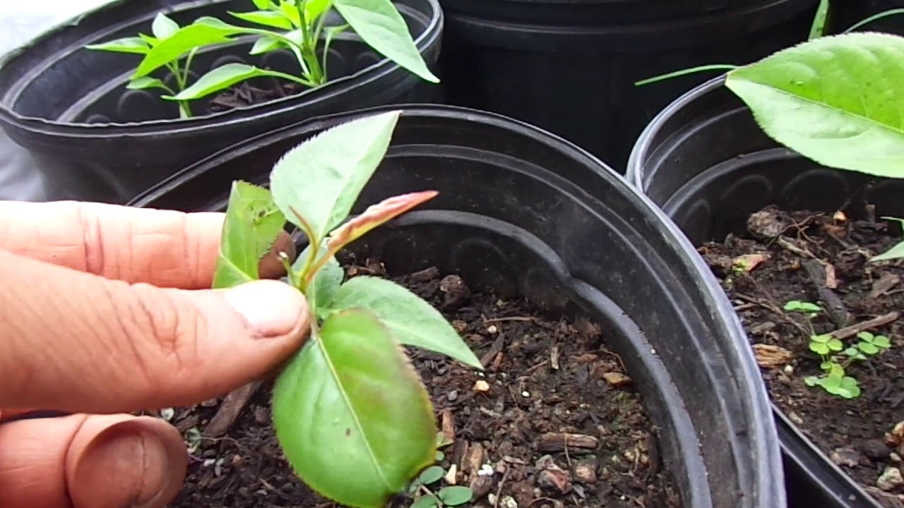 camera iphone 8 plus apk 7 week update on tropical fruit trees