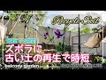 sub)#43 最短１週間！ずぼらにフカフカに！古い土の再生方法/簡単にベランダで臭わないコンポスト/スイトピーの植え付け