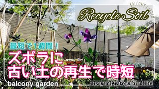 sub)#43 最短１週間！ずぼらにフカフカに！古い土の再生方法/簡単にベランダで臭わないコンポスト/スイトピーの植え付け