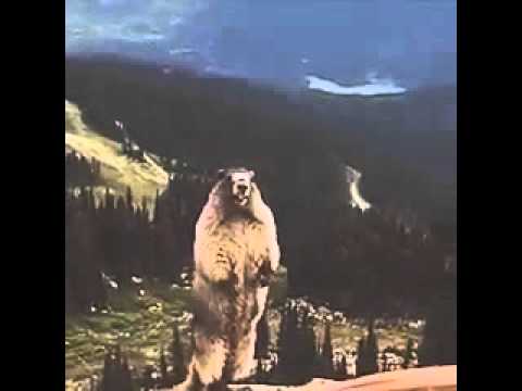Video: ¿Qué animal grita más fuerte?