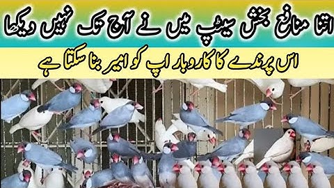 Java Birds Breeding Tips | Java Finch Colony Cage Setup & Seed Mix, Food | Java Sparrow Male Female