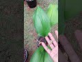 Lilies Plant