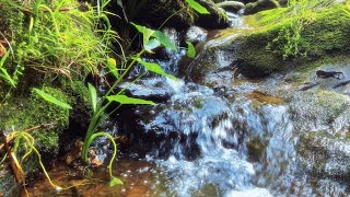 4K 自然音 | 山奥で心地よい鳥のさえずりと川の音があなたの脳を活性化させます
