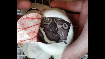 Ball python egg cutting video clutch 2 2019