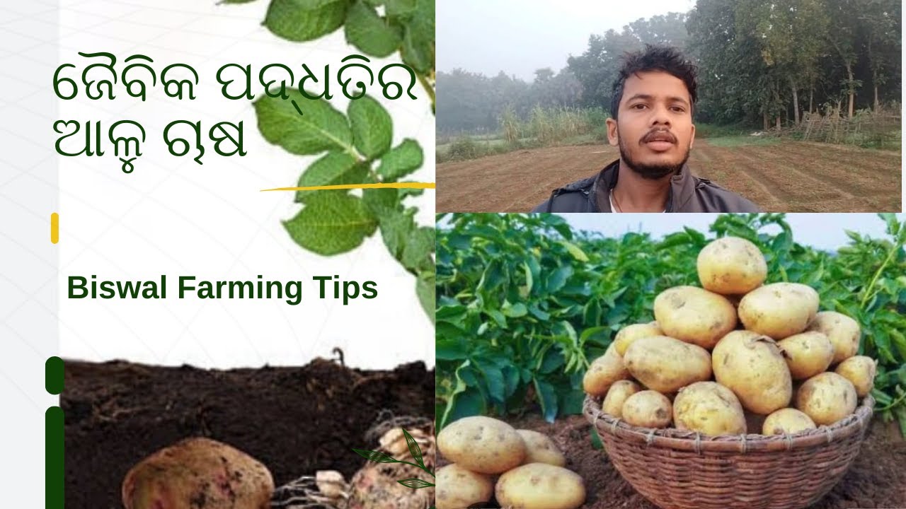 ଜୈବିକ ପଦ୍ଧତିର ଆଳୁ ଚାଷ | POTATO CULTIVATION BY ORGANIC METHOD | BISWAL FARMING TIPS