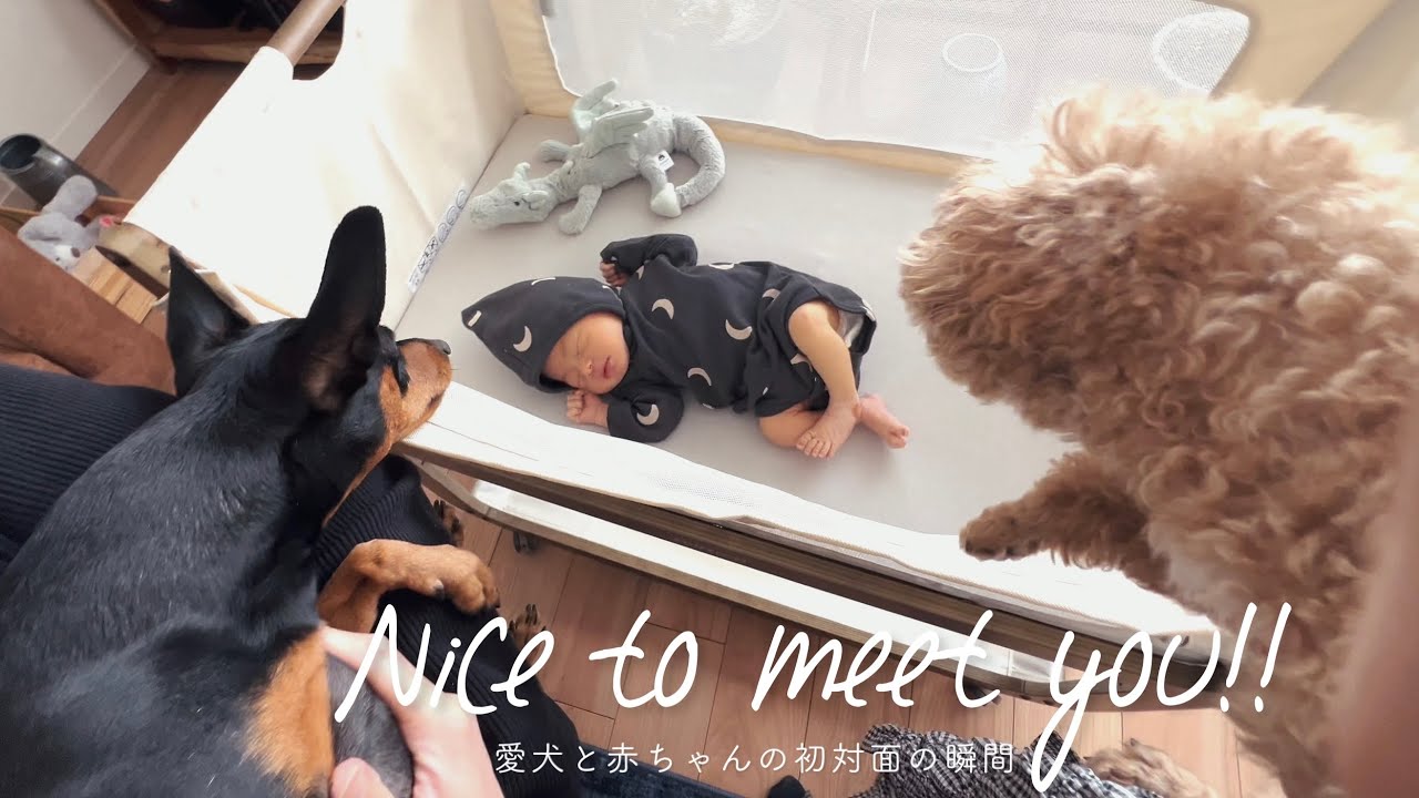 【赤ちゃんと愛犬の初対面】甘えん坊の愛犬は赤ちゃんが来て嫉妬する？初対面の日と5週間が経った最近の様子👶🏻🐶🐶🤍