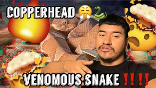Best Pet Snake?? Venomous Copperhead