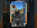 What the dog doin