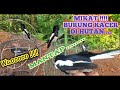 Pikat Burung Kacer Di Hutan Malah Tarung Pakai Jebakan Ampuh Dapat Kacer Poci Mp3 - Mp4 Download