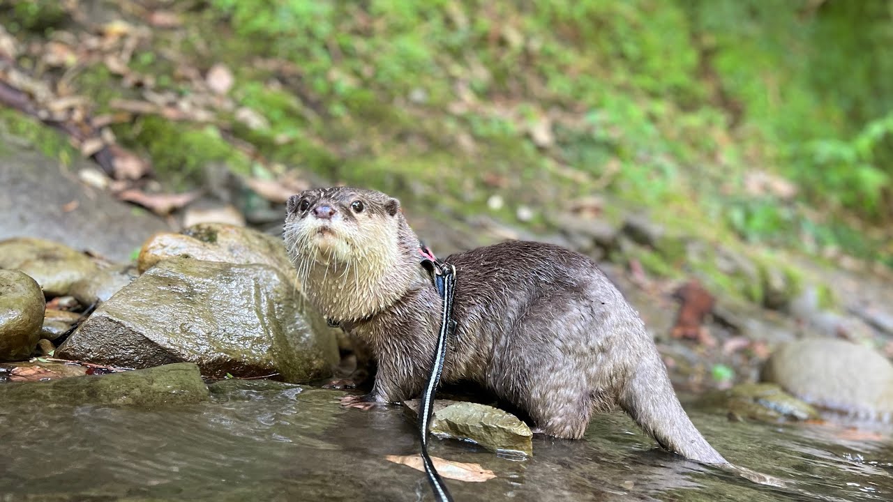Otter frolicking in a too clean river - YouTube