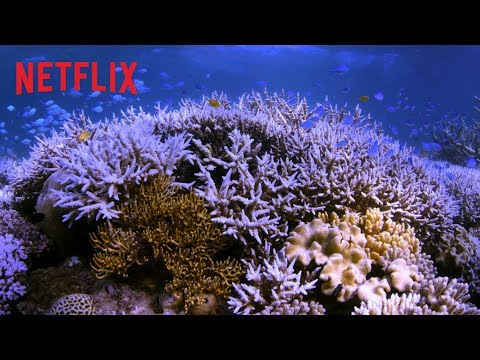 Ścigając koralowce | Oficjalny zwiastun | Netflix