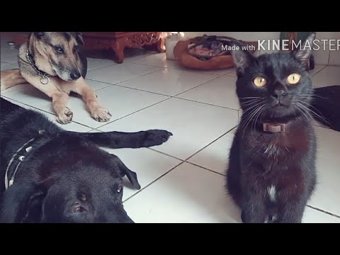 Video: Keturunan Anjing Dan Kucing Hypoallergenic