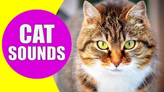 CAT MEOWING SOUNDS | Realistic Cat Sounds and Noises with Videos