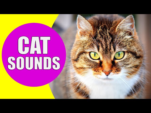 cat sounds meowing - noises of kittens effects by said rahali