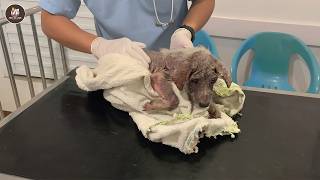 Unloved love since birth, they didn't realize they threw away an angel