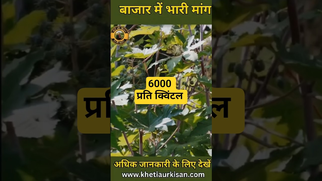 कम पानी में बंपर कमाई! 💧 अरंडी (Castor) लगाओ, पैसे कमाओ #khetiaurkisan