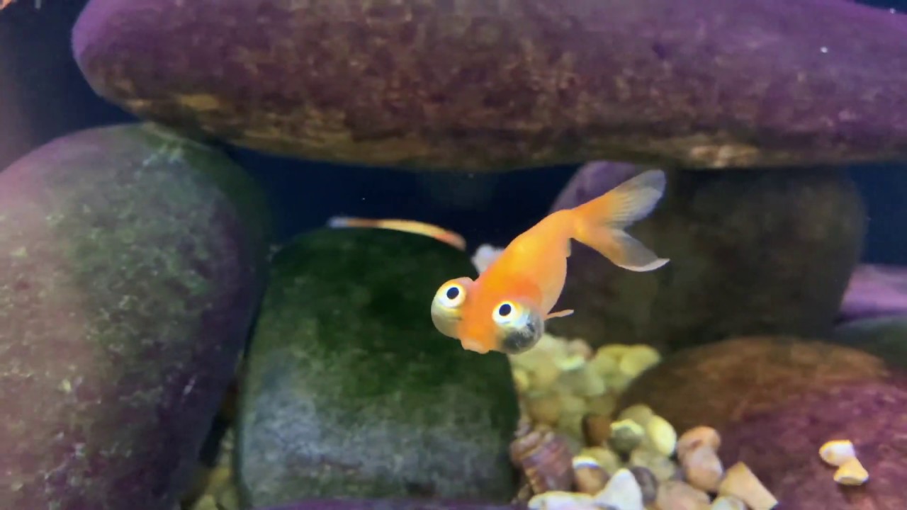Celestial eye goldfish craziest looking fish I’ve ever seen! YouTube