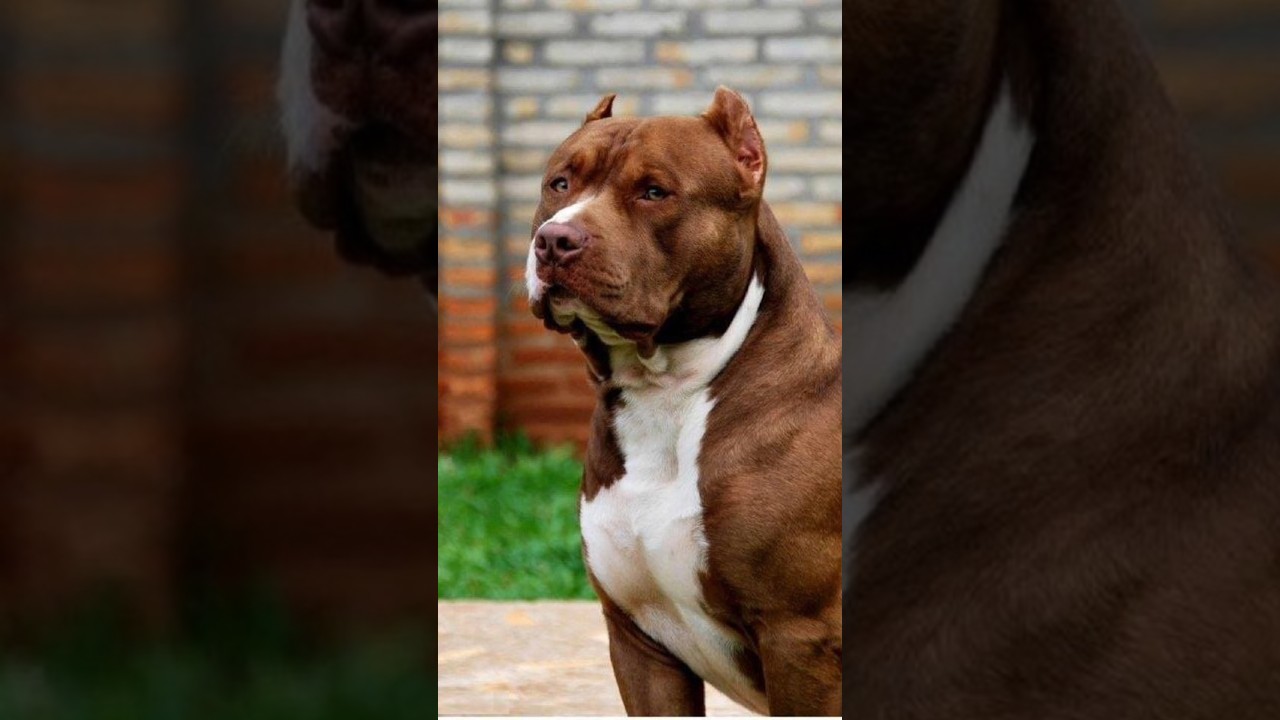 dog dangerous dog in world 