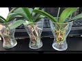 兰花 - 更容易的半水苔种植过程repotting orchids in sphagnum moss