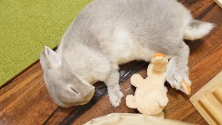 ❤︎ ❤︎ ❤︎ むらさきうざぎさん ❤︎ ❤︎ ❤︎ うさぎさんが2歳のころからずっと大切にしているぬいぐるみ