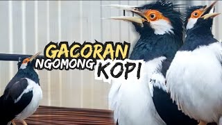 BISA BICARA KOPI📍JALAK SUREN INI PALING DICARI BUAT MASTERAN