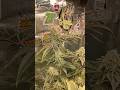 Slipstream Day 51 #compoundgenetics