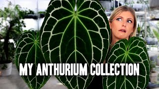 My ENTIRE Anthurium Collection 2023