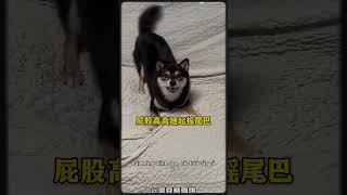 Giải mã 12 kiểu ngôn ngữ cơ thể của chó! Người mới nuôi chó nhất định phải xem 🐶📖👀✨