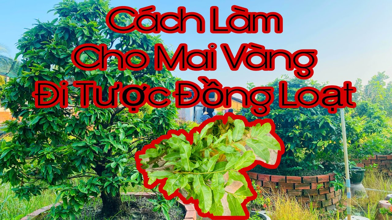 cách làm cho mai vàng đi tược điều đồng loạt không bị đứng tược