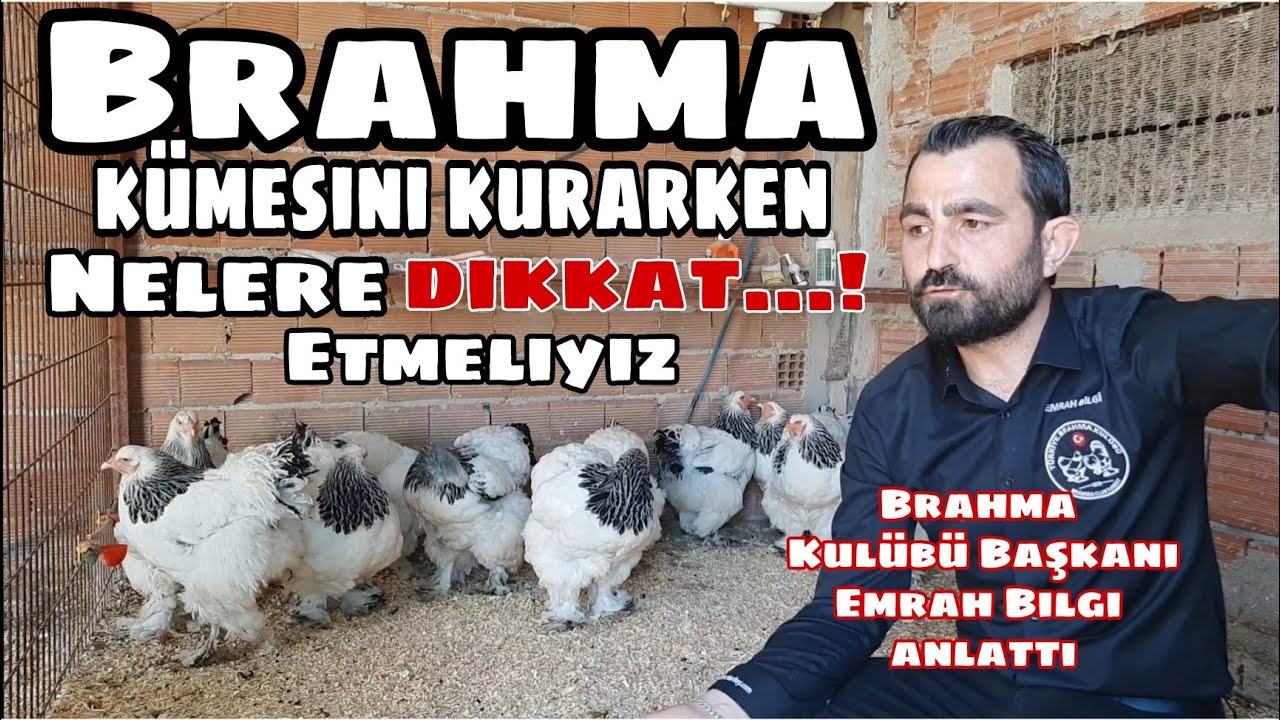 BRAHMA KÜMESİ KURURARKEN OLMASI GEREKENLERİ TÜRKİYE BRAHMA KULÜBÜ BAŞKANI EMRAH BİLGİ ANLATTI