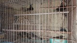 Burung Anis Kuning|Suara burung Anis kuning gacor