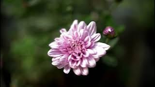 BUNGA PINK INDAH (No copyright) background video puisi dll