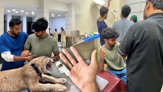 Lion Ny Sabtain Ko Hospital Pahuncha Diya😰Bht Buri Tariky Se Attack Kya