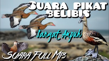 Suara Pikat Belibis - Memikat Burung Belibis Dengan Suara Keras Dan Panjang || Pick The Wild Duck