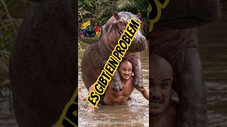 Nilpferde Pablo Escobars Erbe ! #reisen #umwelt #news #vlog #kolumbien #jaycolombia #urlaub #nature