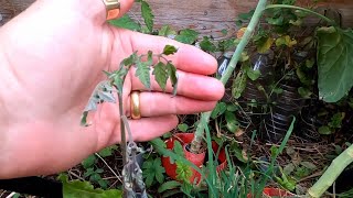 16.7.21 - Tomates - Repiquage Raté Au Milieu Des Choux De Bruxelles