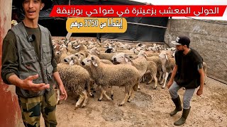 حولي العيد عالف العشوب عند محمد في ضواحي بوزنيقة مع ثمن البيع