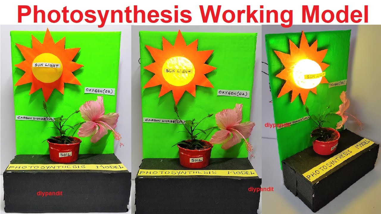 photosynthesis working model for school science project exhibition
