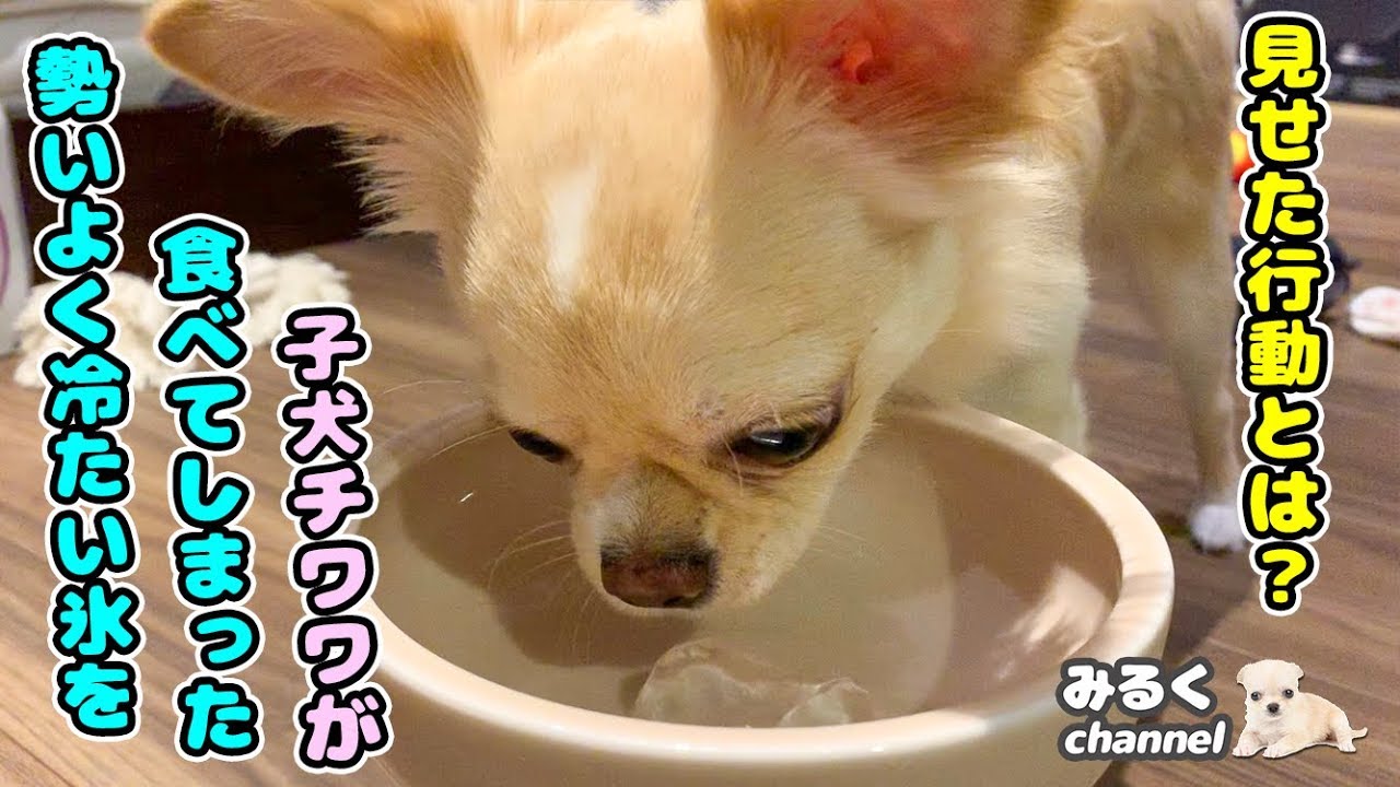 🔴勢いよく冷たい氷を初めて食べた子犬が見せた行動が可愛すぎた！【鳴き声】【癒し】【ペット】 YouTube