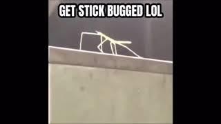 funny stickbug meme but southpark