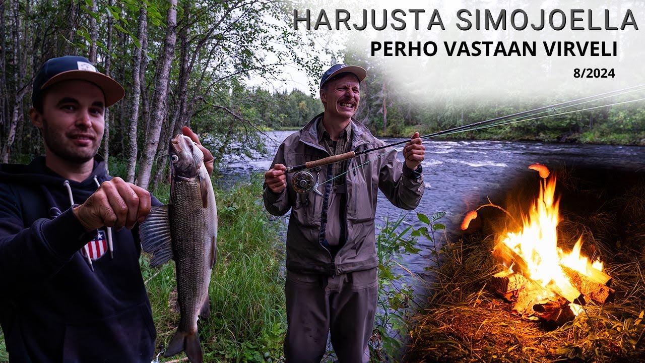 Harjuksen kalastusta Simojoella- Perho vastaan virveli.  Elokuu 2024