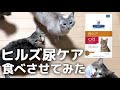 ヒルズ猫用尿ケアc/dを初めて食べさせました。