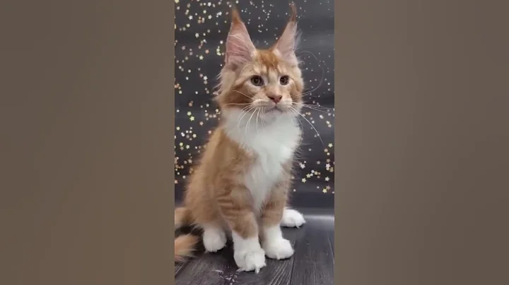 Watch the video about #Dobrev #catbreed #mainecoons #bestpets #bestfriend #cattype #cutecat #kitten #pets #forsale #adopt