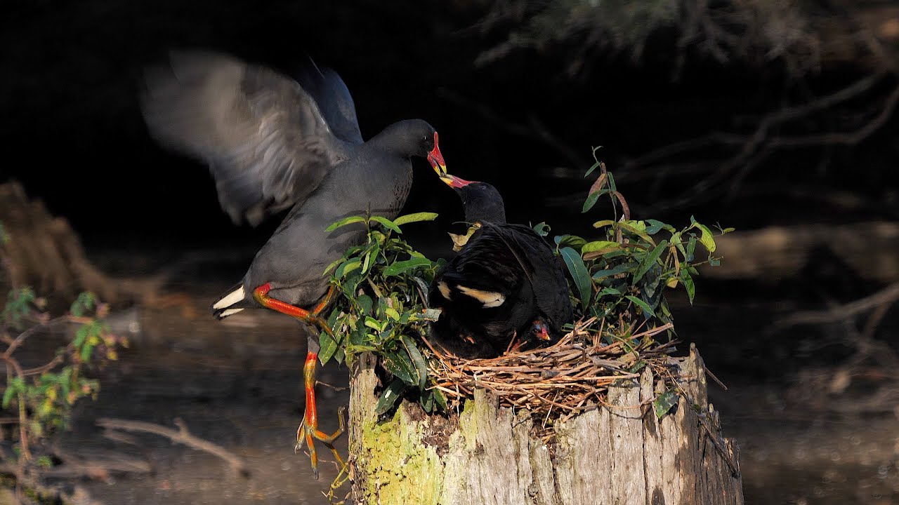 Australian Birds, Dusky Moorhen, great breeders